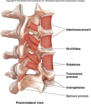 Muscles responsible for core strength