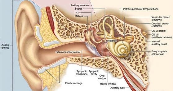 physical therapy inner ear