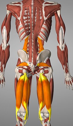 physical therapy back pain or sciatica