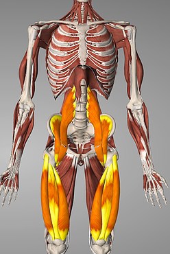 physical therapy back pain or sciatica 2