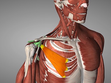 physical therapy shoulder image