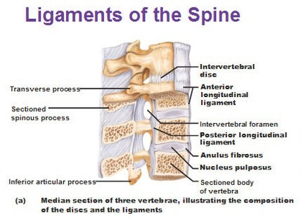 physical therapy whiplast ligament