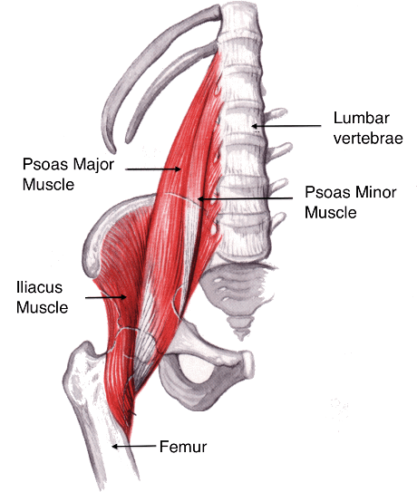 Anatomy of The Hip Flexors
