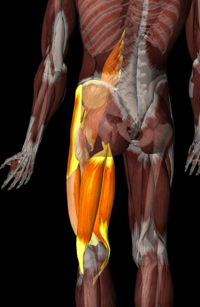 Hamstring Muscle Tightness - Physical Therapy