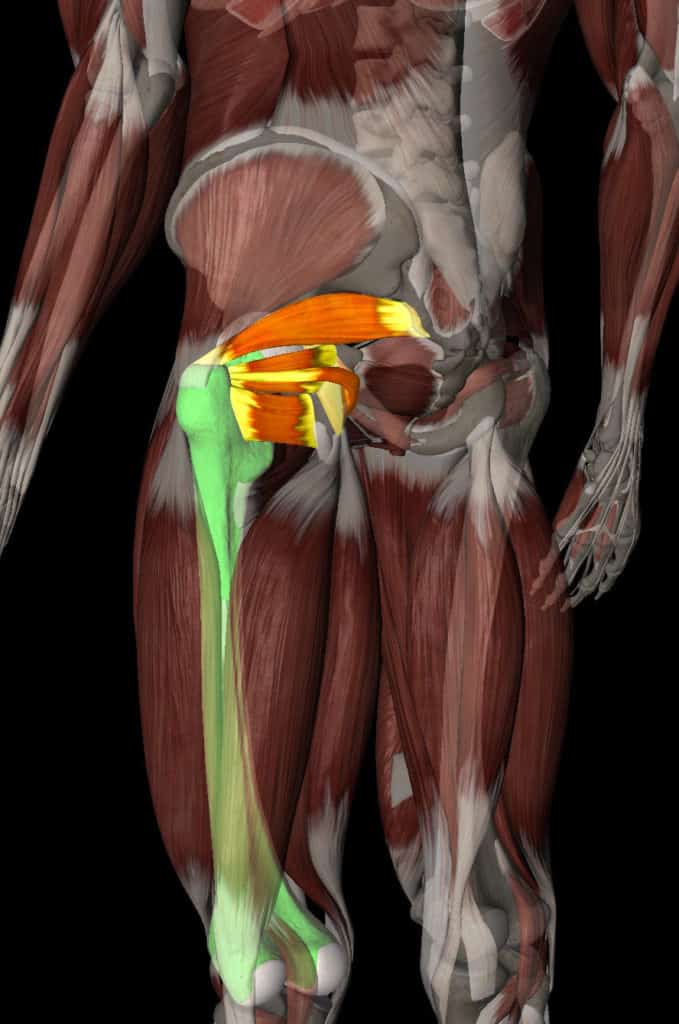 Deep Hip Muscles - Physical Therapy