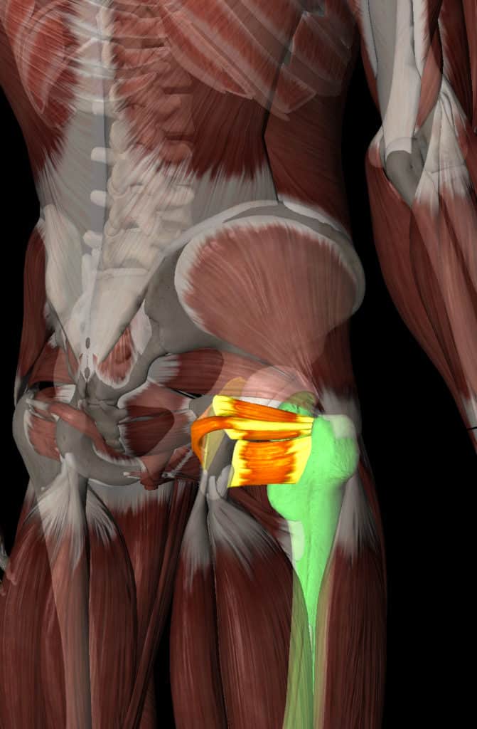 Hip pain is usually caused by weakness in these muscles displayed