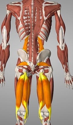 sciatica exercises muscle view