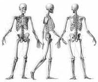 Human Skeleton - Physical Therapy