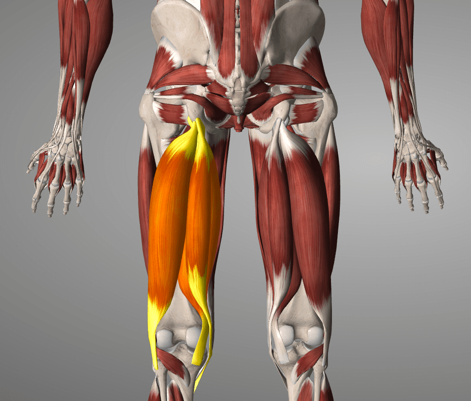 Hamstring Muscle Pain - Physical Therapy
