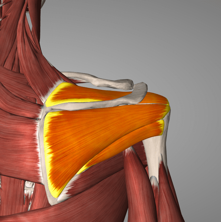 Rotator Cuff - Physical Therapy