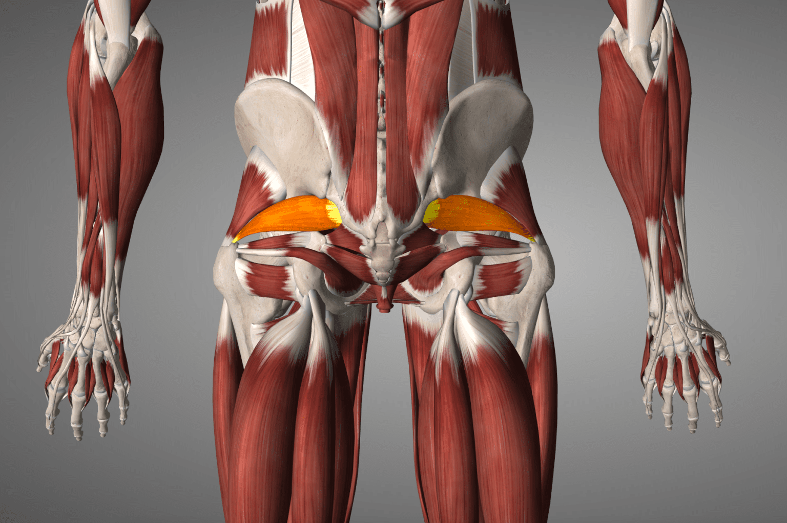 Piriformis Syndrome | Root Cause and Treatment for Piriformis Syndrome