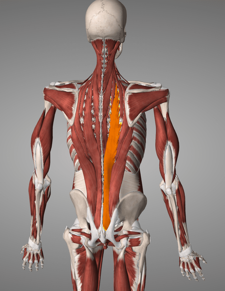 Tight Hips And How To Fix Them - The Doctors Of Physical Therapy