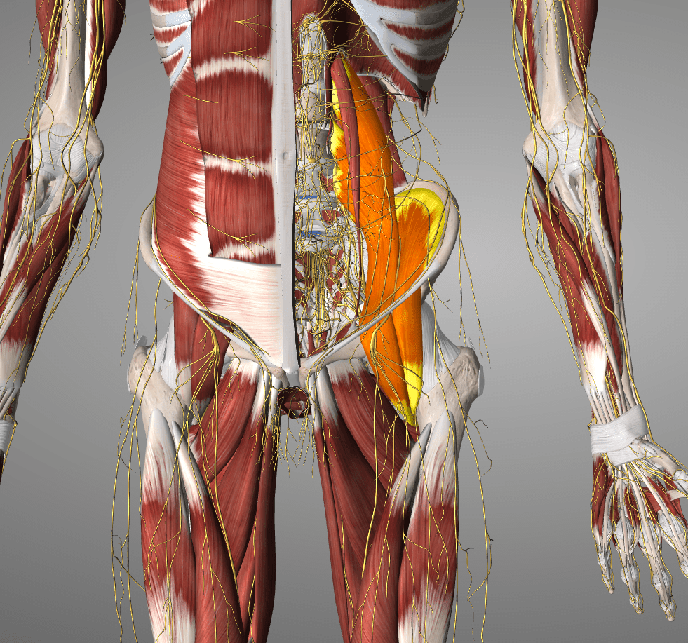 The Hip Pain Muscle (How to Release It for INSTANT RELIEF) 