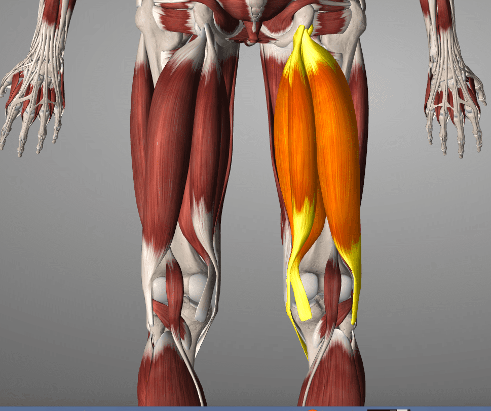Hamstrings Tightness - Physical Therapy