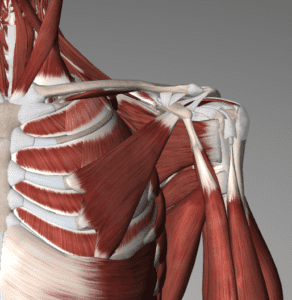 We can't start to create up the muscles in your shoulders without knowing  what muscles form up your shoulders.