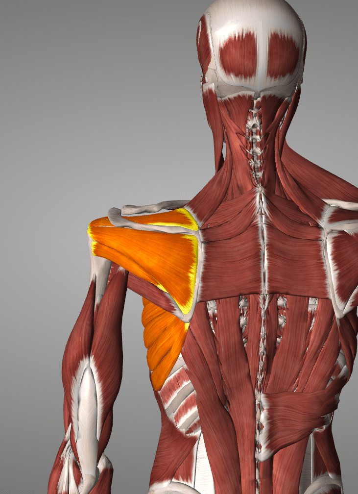 Shoulder Muscles Structure - Physical Therapy