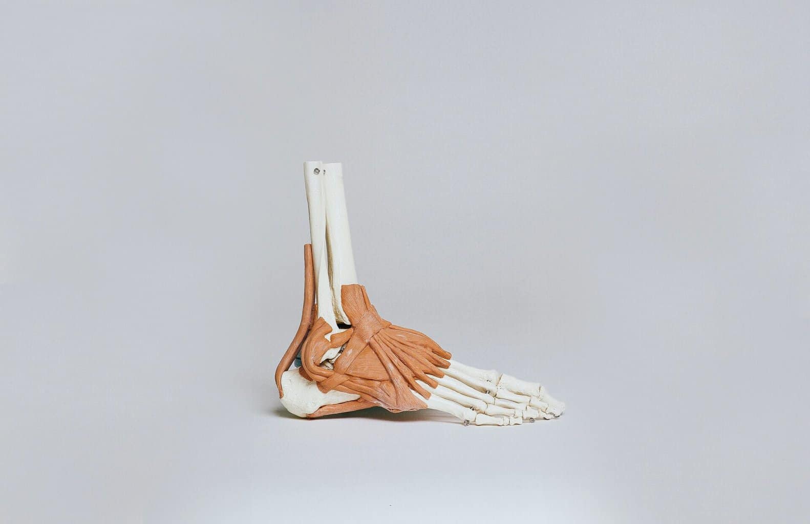 Foot muscles and skeleton: what causes plantar fasciitis