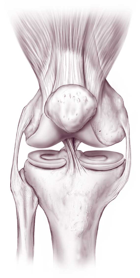 Tips for Knee Pain: The meniscus - Physical Therapy